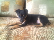 Продается щенок той-терьер, чистокровный