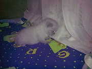 симпатичные британцы