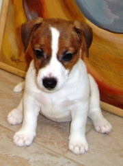 Джек Рассел терьер(собака из к/ф