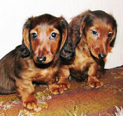 Таксята – миники и кролики длинношерстные, мальчики