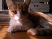 Отдам в добрые руки котят от кошки-мышеловки.