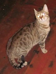 Кошечка в заботливые руки