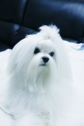 Щенки породы Мальтийская болонка (Мальтезе)