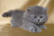 британский или шотландский котёнок