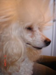 CТРИЖКА НЕ ДОРОГО