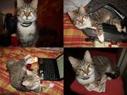 Котик в хорошие руки