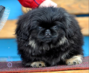 Продаются подрощенные щенки пекинеса. З мальчика и 1 девочка ,