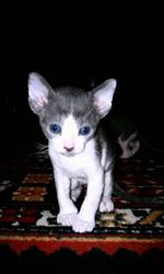 Богемные кошки породы английский Корниш-рекс