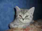 продается скотиш страйт