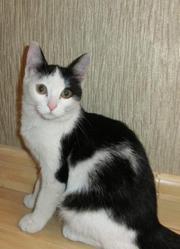 Кошка Варежка ищет себе хозяев.