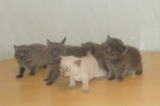 Продаем британских котят