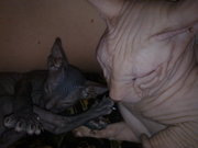 продаю котёнка донского сфинкса