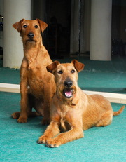 ИРЛАНДСКИЕ ТЕРЬЕРЫ, отличные щенки от Чемпионов