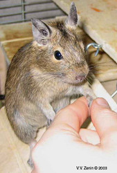 Продаю детёнышей ДЕГУ