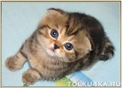 Продаются Шотландские котята
