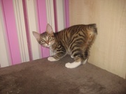 Курильские бобтейлы-питомник Алаид.