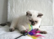 Шотладская кошечка с отличными природными данными