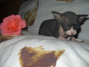 кошку с котятами породы СФИНКСЫ!!!!срочно, в связи с семейными обстоятельствами!!