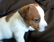 Щенки джек рассел терьера, Москва, метро Щукинская