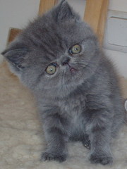 Голубые экзоты