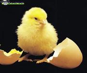 Цыплята бройлеров, гусята, индюшата, утята. Суточные и падрощенные