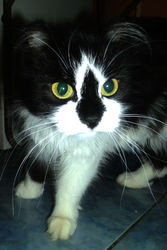 Отдам в хорошие руки (бесплатно)