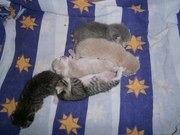 Отдам 5 замечательных котят