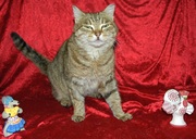 Просто Мила.Просто кошка.