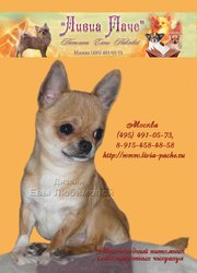 Чихуахуа Выбор по цене