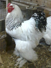 Куры пород, Брама, Кохинхин, Орпингтон