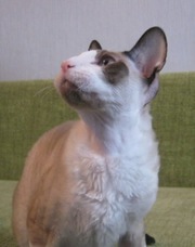 Корниш-рекс - кошки в каракулевой шубке