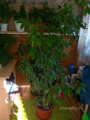 Продам шикарный фикус Бенджамин