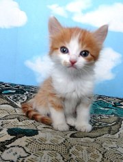 Котенка 1, 5 месяца