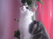 питомник Amarant предлагает кошечку породы мейн кун