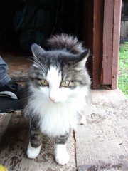 Потерялся кот!!!!!!!!!!!!!!!!!!