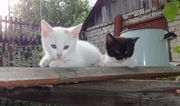 Котята (кот и кошечка), 2 месяца, от трехцветной кошки. Отдам