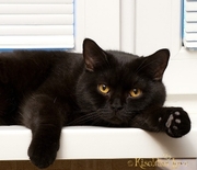 Британский кот черный