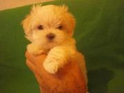 щенки мальтезе