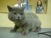 Нежные стрижки для кошечки и котика. Вычесывание. Груминг кошек → Косм