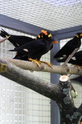 Священная майна.