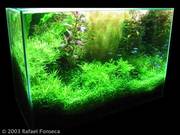 Аквариумы на заказ,  студия Акватика