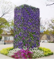 Вертикальное озеленение в Казани.