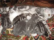 Британские пушистые котята