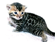 Предлягаются Бенгальские котята