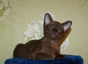 Котята бурмы