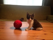 Очаровательные котята в хорошие руки