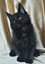 Очаровательные мейн-куны голубого и чЁрного окраса