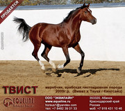 Арабский жеребец Твист