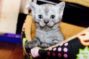 Продаються очаровательные британские котята
