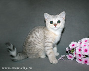 Серебристый шотландский котик